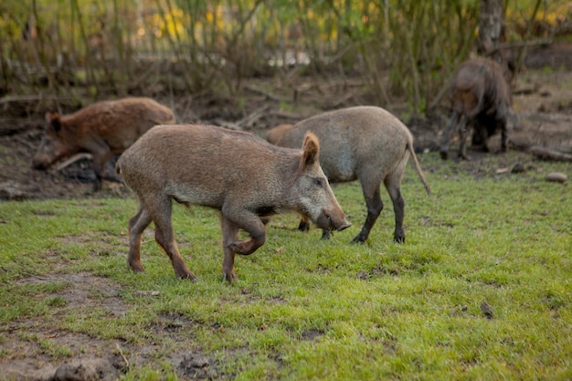 Gruppo della famiglia di maiali della verruca che pascono insieme mangiando l'alimento dell'erba.