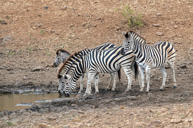 Gruppo della zebra che beve allo stagno nel parco di Kruger Sudafrica