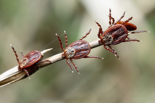 Gruppo di acari seduti su una lama di erba secca in natura macro