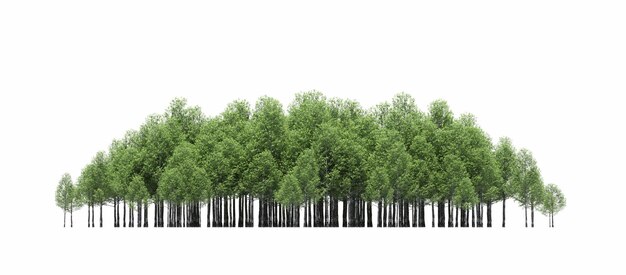 gruppo di alberi isolati su uno sfondo bianco grandi alberi nella foresta 3D render cg illustrazione