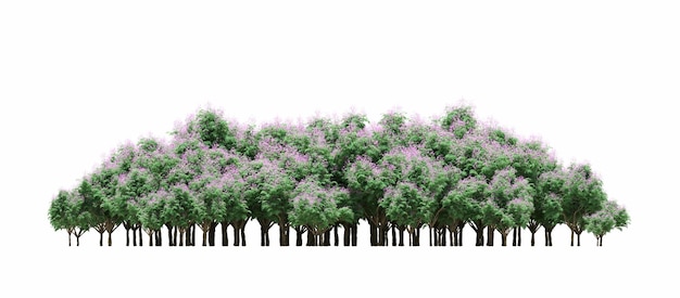 gruppo di alberi isolati su uno sfondo bianco grandi alberi nella foresta 3D render cg illustrazione