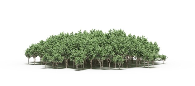 gruppo di alberi isolati su uno sfondo bianco grandi alberi nella foresta 3D render cg illustrazione
