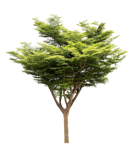 Gruppo di albero isolato su sfondo bianco per materiale di design