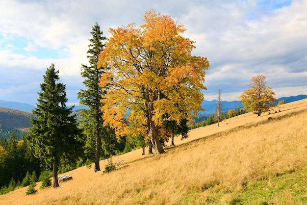 Gruppo di albero solitario sul fianco di una montagna dei Carpazi in autunno