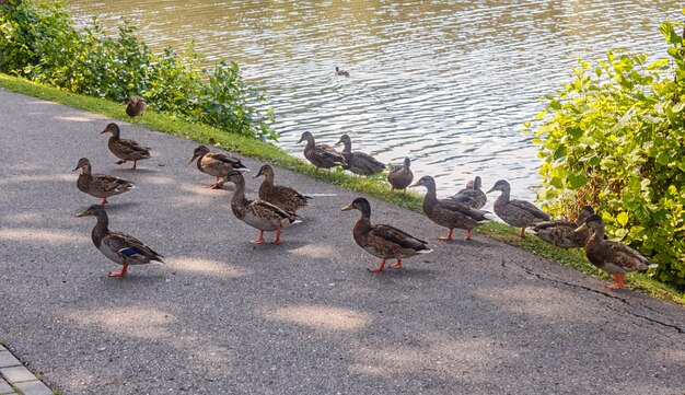 Gruppo di anatre che camminano lungo il percorso vicino al lago