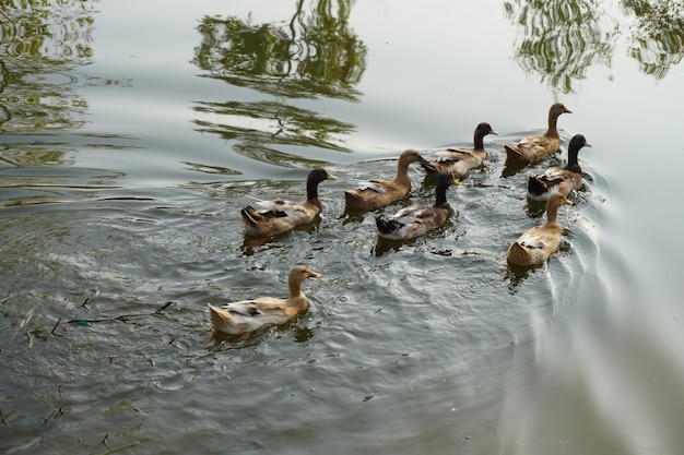 Gruppo di anatre che corrono nello stagno di acqua fresca