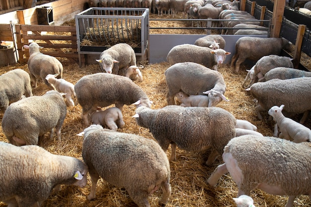 Gruppo di animali domestici delle pecore nella stalla che alimentano i loro bambini dell'agnello.