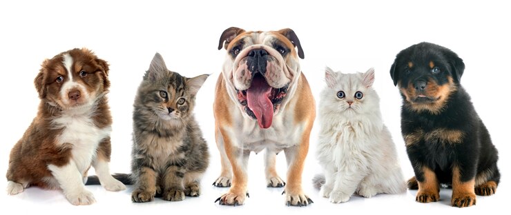 gruppo di animali domestici