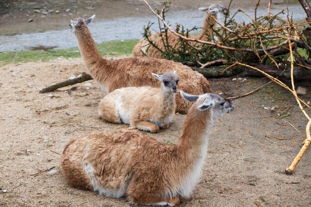 Gruppo di animali Guanaco lama Lama guanicoexA