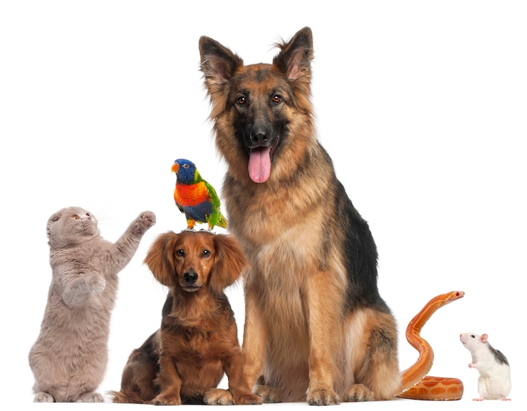Foto gruppo di animali isolati
