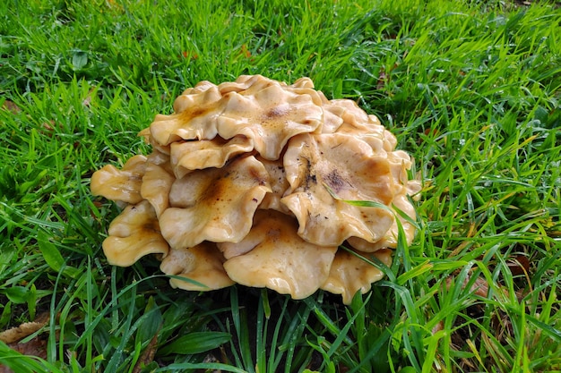 Gruppo di Armillaria mellea