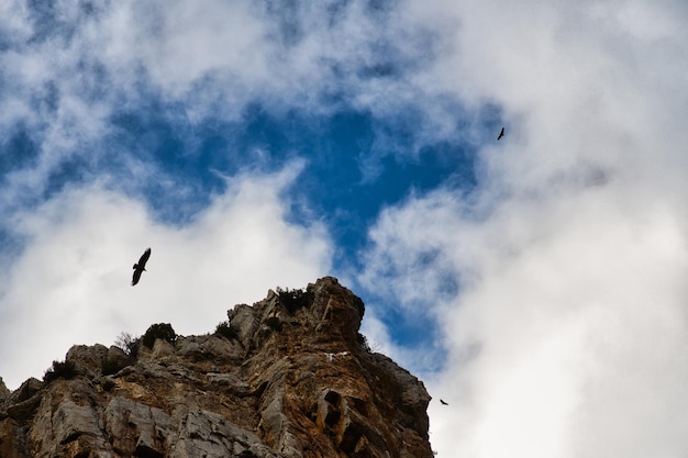 Gruppo di avvoltoi che sorvolano una montagna