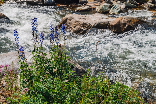 Gruppo di bei fiori porpora di larkspur vicino al primo piano dell'insenatura della montagna. Vegetazione ricca di altopiani. Fioritura fiori blu su sfondo di flusso di acqua veloce tra massi in pieno sole.