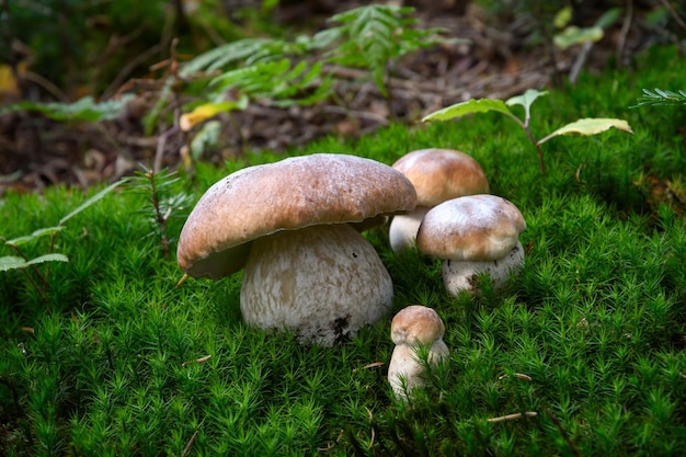 Gruppo di bei funghi porcini che crescono in un muschio verde nella foresta Concetto di nutrizione naturale e organica