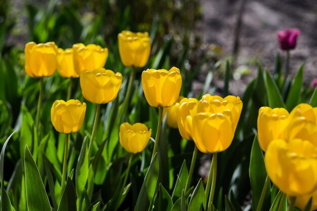 Gruppo di bei tulipani gialli che crescono nel giardino illuminato dalla luce solare in primavera come concetto di fiori