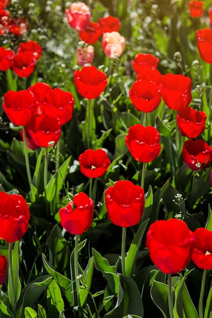 Gruppo di bei tulipani rossi che crescono nel giardino illuminato dalla luce solare in primavera come concetto di fiori