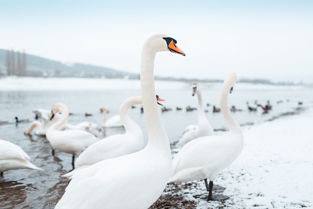 Gruppo di bellissimi cigni bianchi sulla riva del fiume nella giornata invernale.