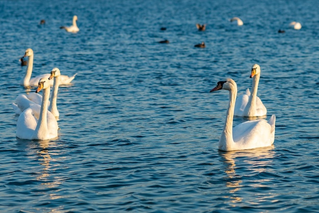 Gruppo di bellissimi cigni nel lago blu