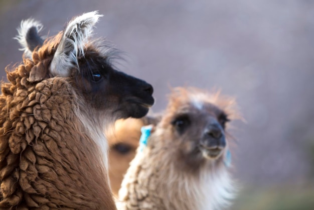 Gruppo di bellissimi lama Argentina