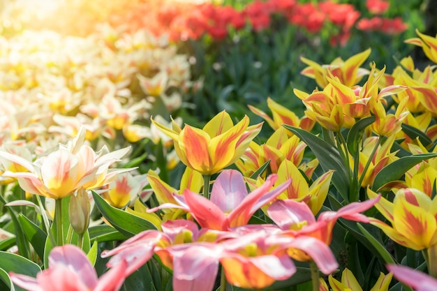 Gruppo di bellissimi tulipani colorati