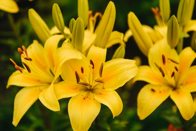 Gruppo di bello fiore giallo del giglio in giardino verde.