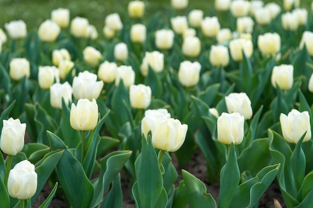 Gruppo di bianco vacanza tulip aiuola Fioritura campi di tulipani paesaggio primaverile parco paese di tulipano bellezza del campo in fiore famoso festival dei tulipani Natura Sfondo Piacevole giornata primaverile