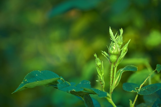 Gruppo di boccioli di rosa su uno stelo verde che germoglia prima di sbocciare e fiorire nel giardino e nel cortile di casa Primo piano di fiori delicati che crescono su un cespuglio selvatico con uno sfondo bokeh e copyspace