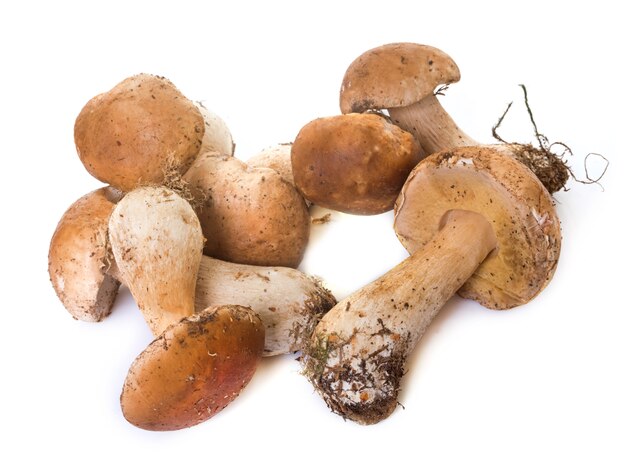 gruppo di boletus edulis