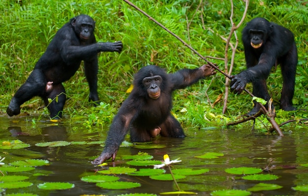 Gruppo di bonobo. Repubblica Democratica del Congo. Parco nazionale di Lola Ya Bonobo.