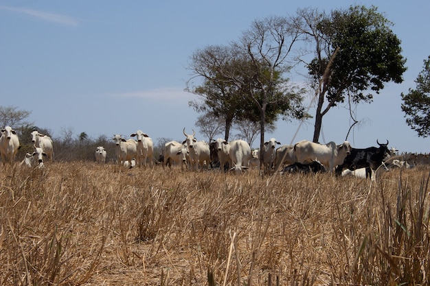 gruppo di bovini Nellore in un paesaggio di caatinga brasiliano in una giornata di sole