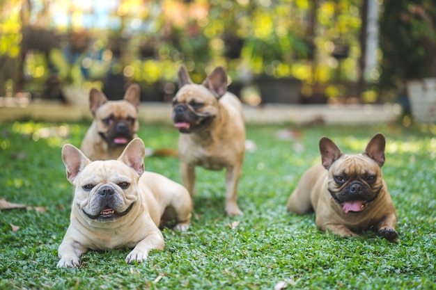 Gruppo di bulldog francese sdraiati sull'erba in giardino.