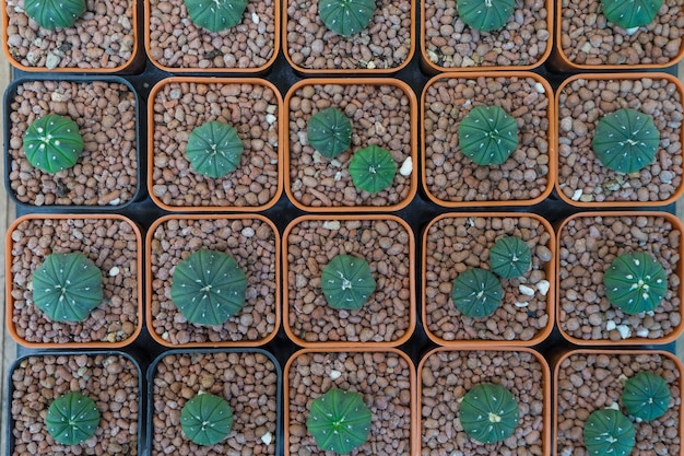 Gruppo di cactus e succulenti in vaso arancione per lo sfondo