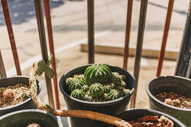 Gruppo di cactus in una pentola nella calda luce mattutina dell'estate