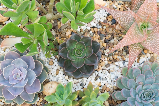 Gruppo di cactus in una pentola, pianta succulenta