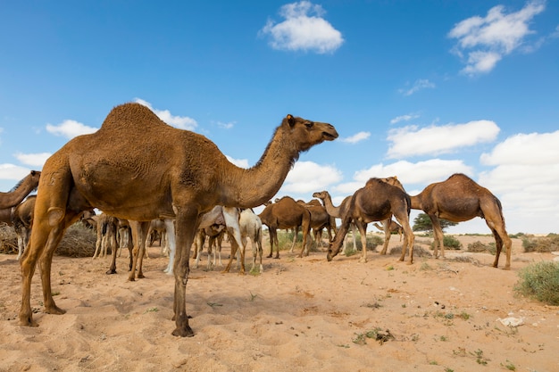 Gruppo di cammelli che mangiano erba in deserto, a Layoun Marocco