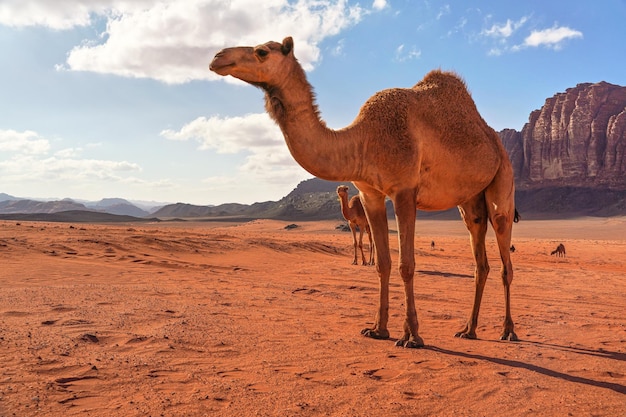 Gruppo di cammelli, un grande animale in primo piano, che cammina sulla sabbia rosso arancio del deserto di Wadi Rum, sullo sfondo delle montagne