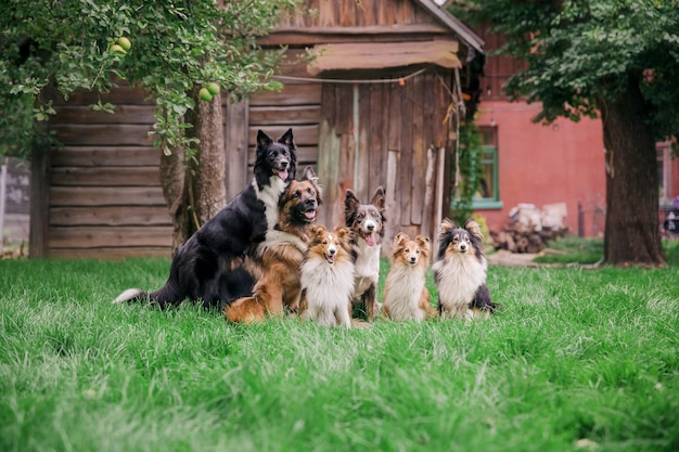 Gruppo di cani che giocano insieme