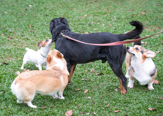 Gruppo di cani che giocano nel campo Concetto sociale del cane