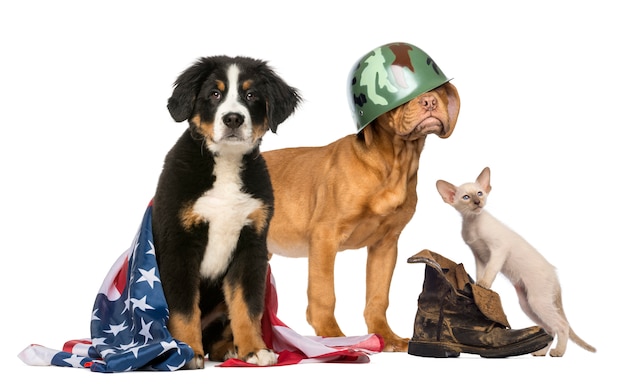 Gruppo di cani e gatti patriottici