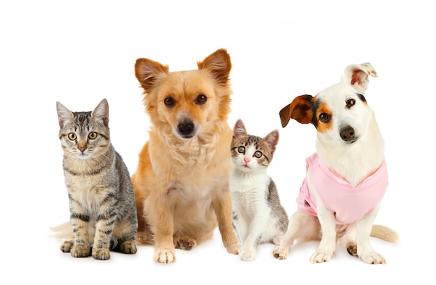 Gruppo di cani e gatti