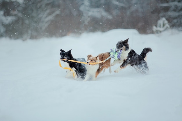 Gruppo di cani nella neve