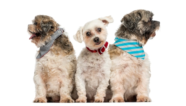 Gruppo di cani seduti in fila isolata su bianco