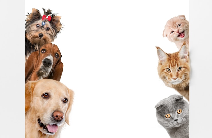 Foto gruppo di cani su sfondo bianco