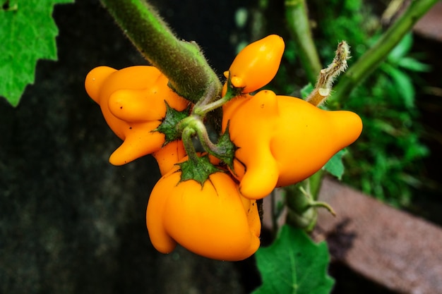 Gruppo di capezzoli di frutta