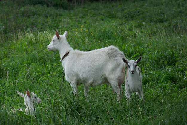 Gruppo di capre con capretti Famiglia locale capre nel cortile casa di villaggio Capre in piedi tra l'erba verde Giornata di sole primaverile Capra e capretto