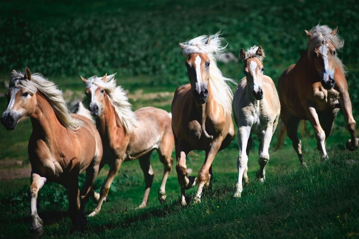 Foto gruppo di cavalli avelignesi corrono nel prato