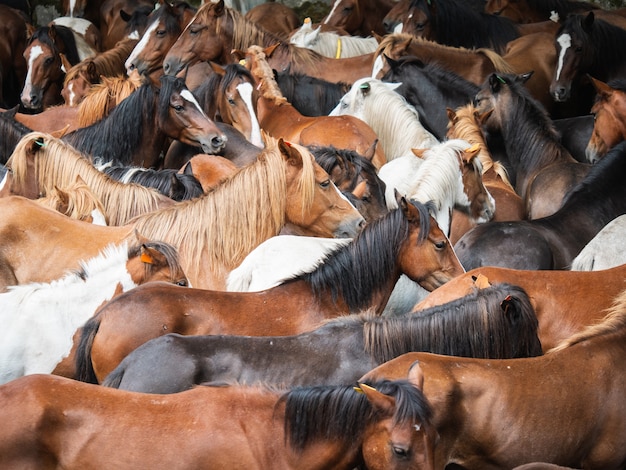 Gruppo di cavalli su un rapa tradizionale in Galizia, Spagna