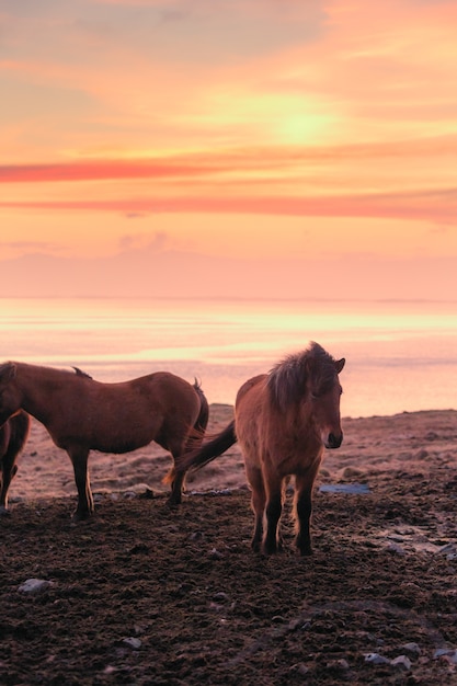 Gruppo di cavallo islandese durante l&#39;oceano tramonto in background Islanda