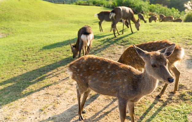 Gruppo di cervi a Nara