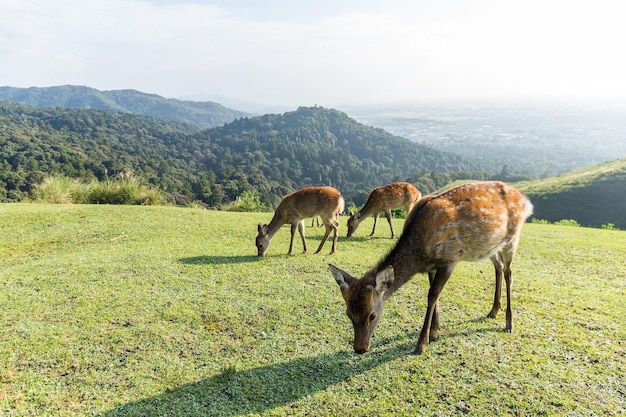 Gruppo di cervi che mangiano erba